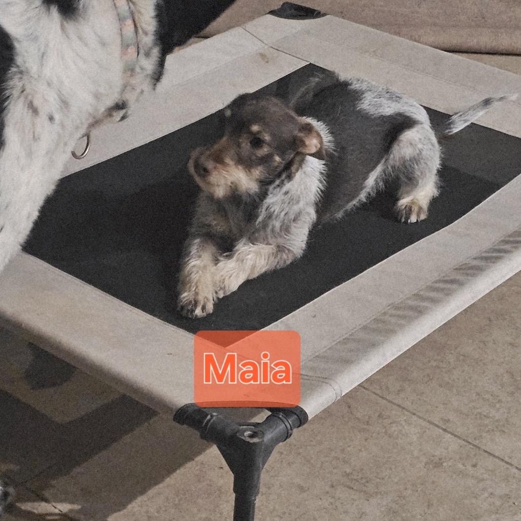 Enlarge Maia, a Adoptable German Wirehaired Pointer in Tonopah, AZ image 1/1