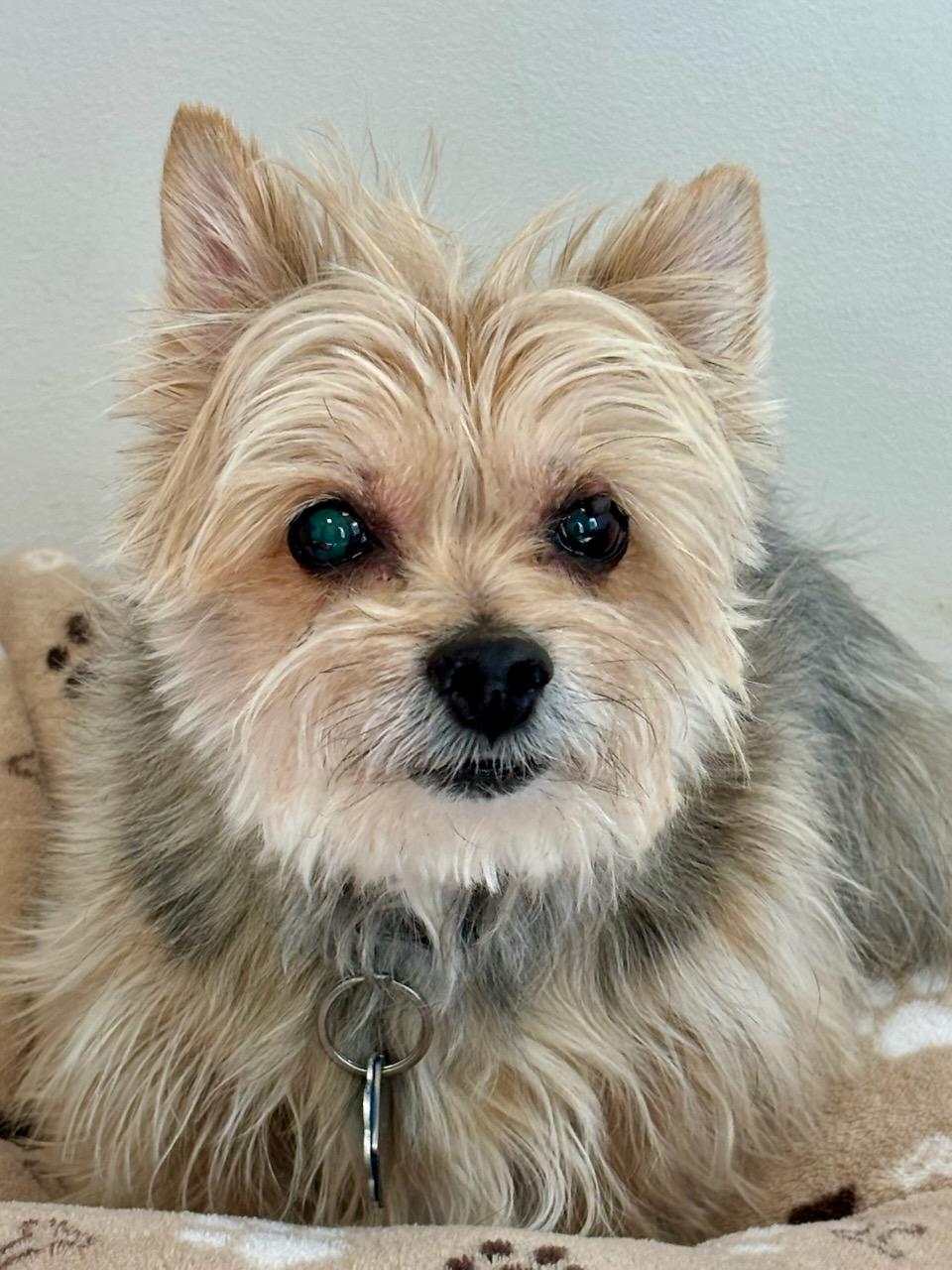 Enlarge Stella, a Adopted Yorkshire Terrier in Terryville, CT image 1/2