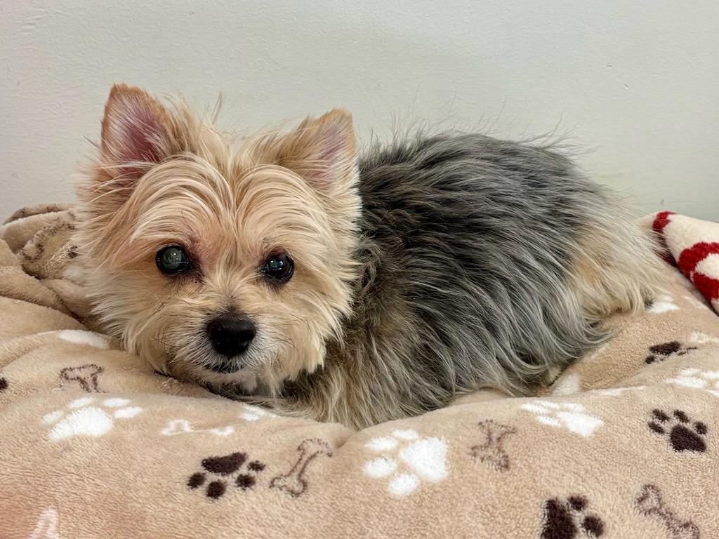 Enlarge Stella, a Adopted Yorkshire Terrier in Terryville, CT image 2/2