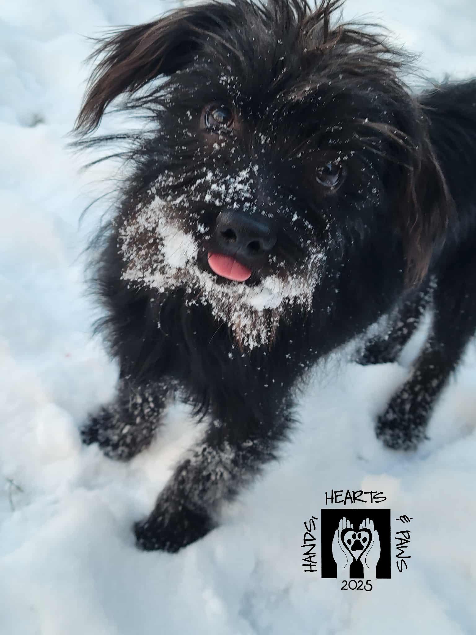 Enlarge Sinbad, a Adoptable mixed breed in Omaha, NE image 2/6