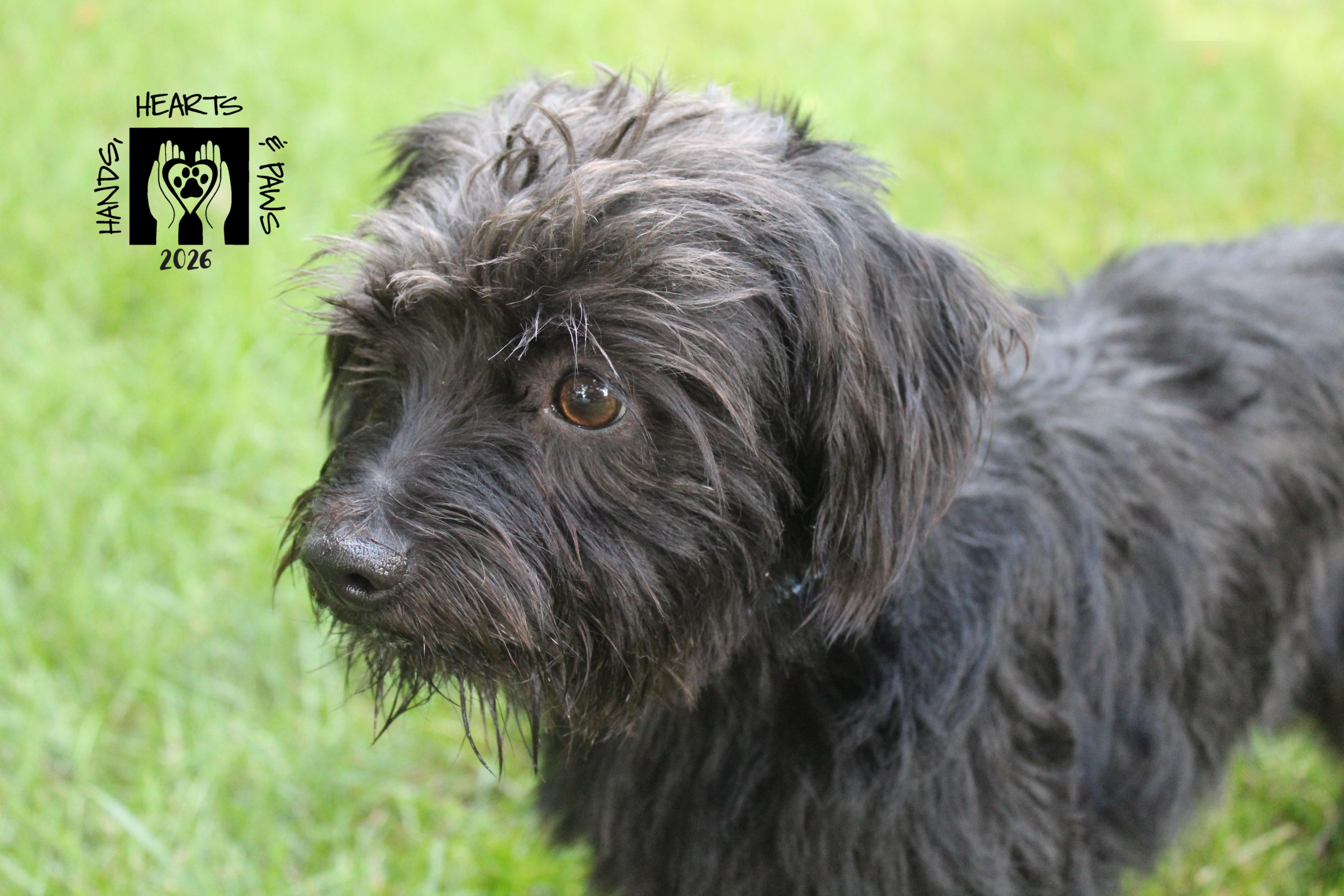 Enlarge Sinbad, a Adoptable mixed breed in Omaha, NE image 5/6