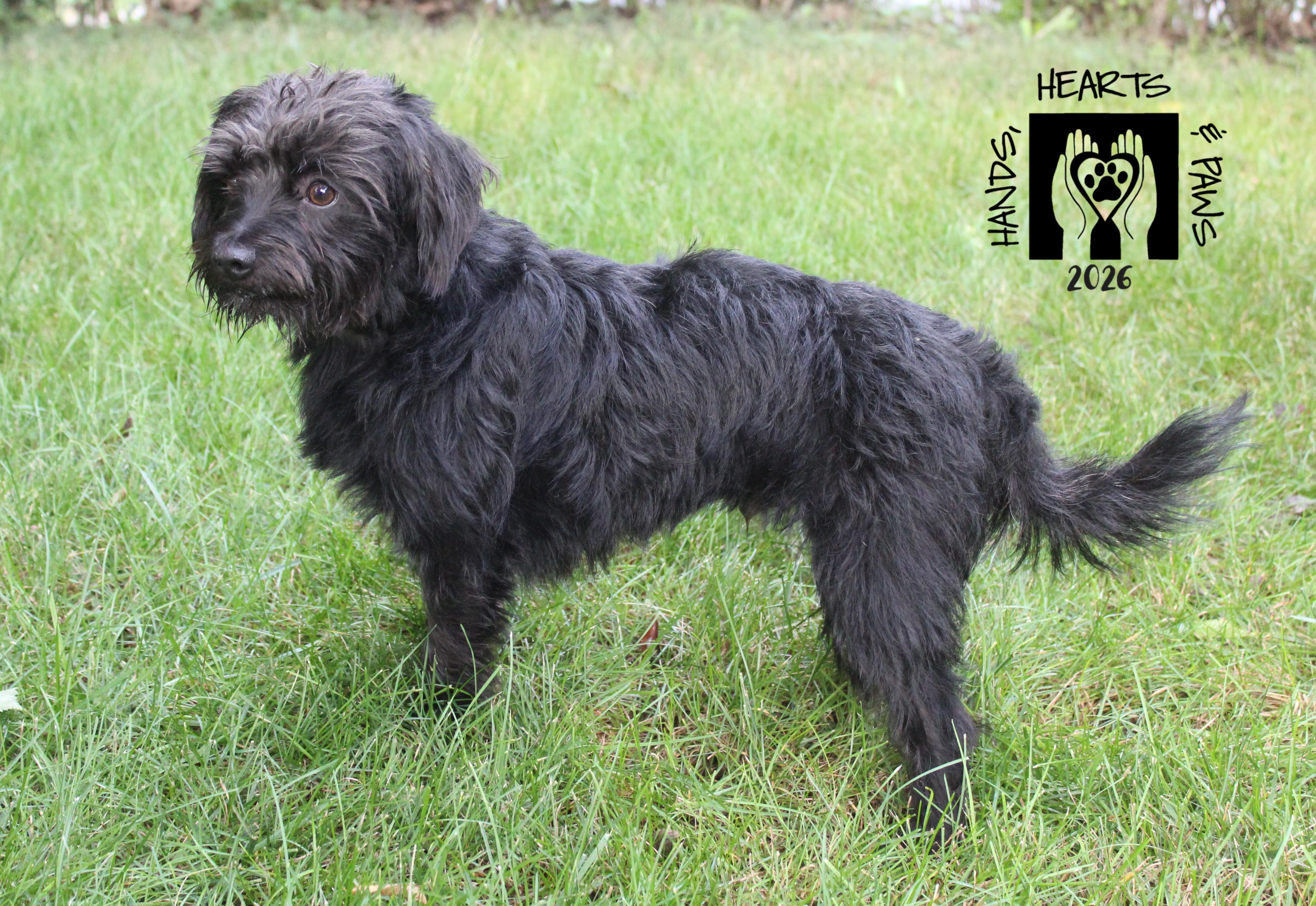 Enlarge Sinbad, a Adoptable mixed breed in Omaha, NE image 6/6