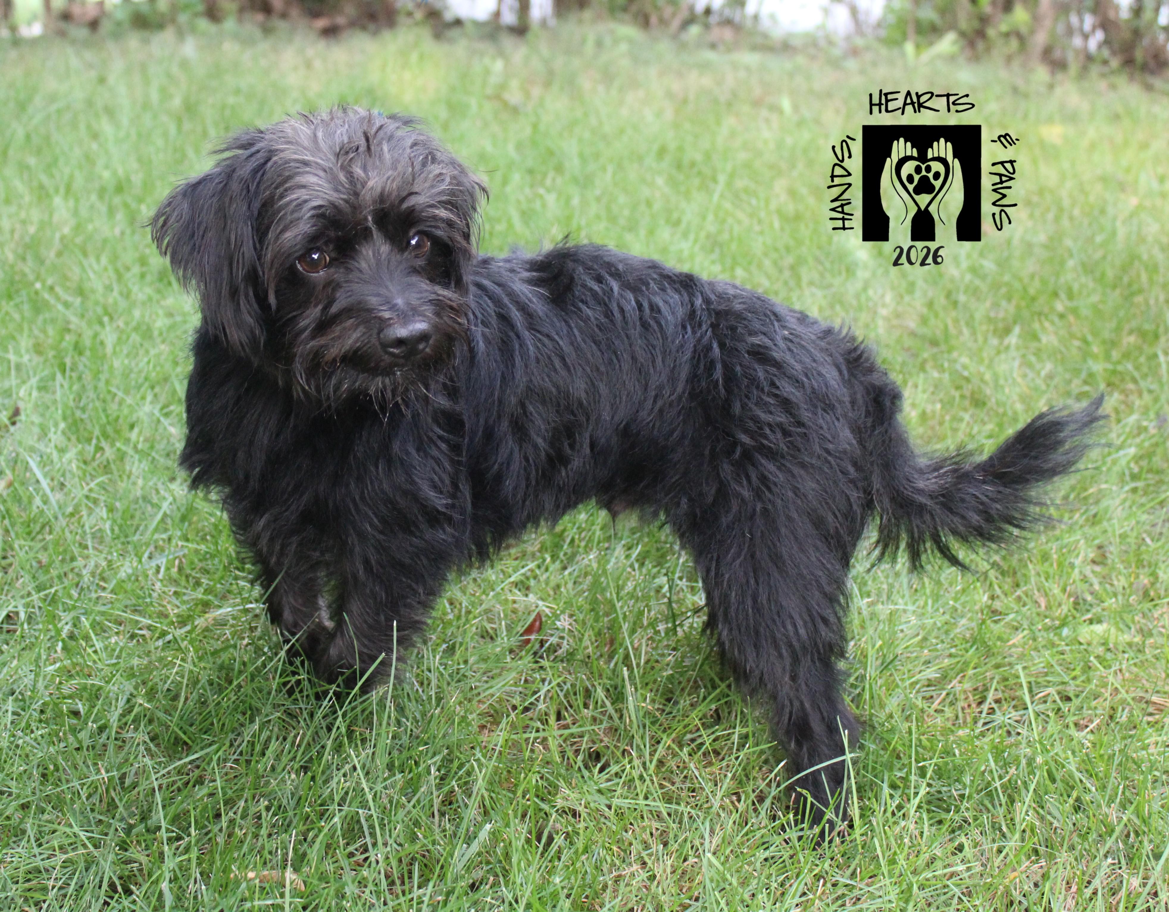 Enlarge Sinbad, a Adoptable mixed breed in Omaha, NE image 4/6