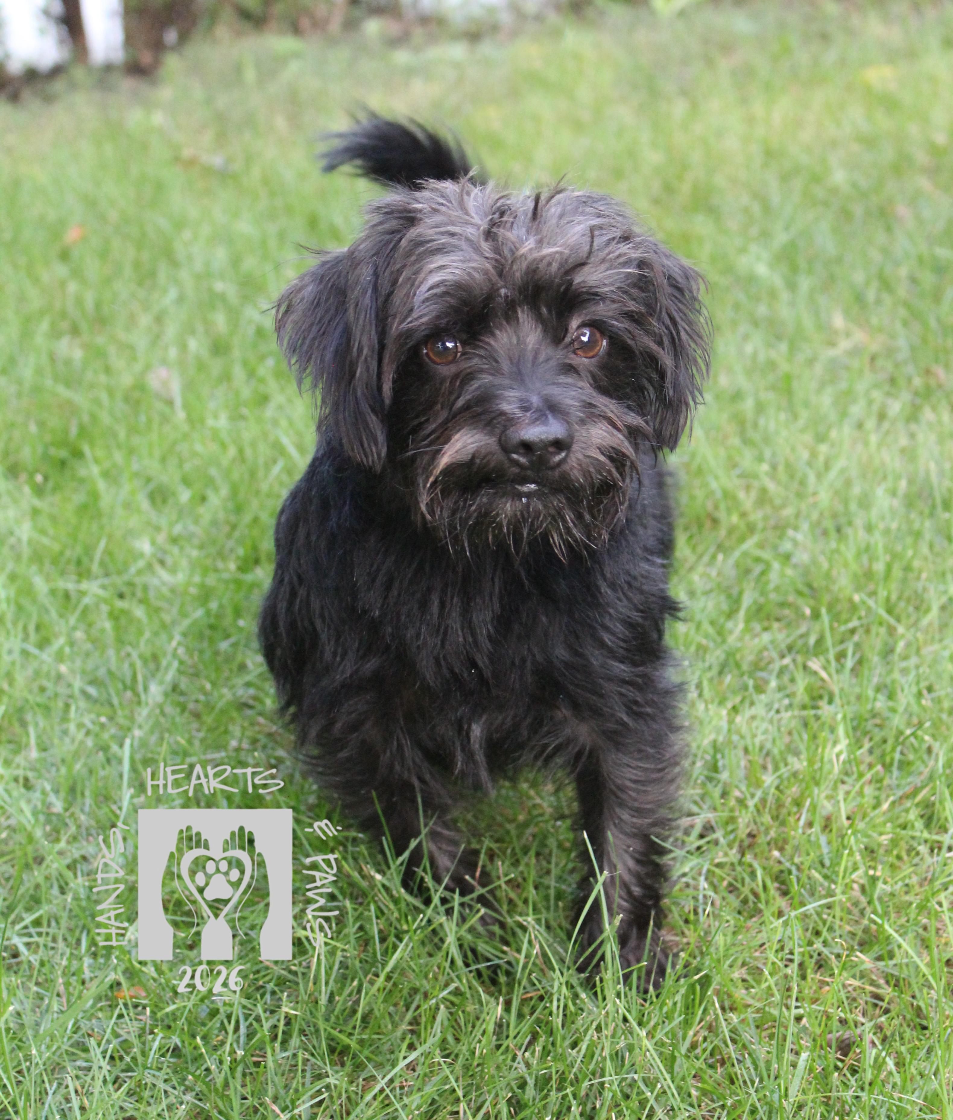 Enlarge Sinbad, a Adoptable mixed breed in Omaha, NE image 1/6