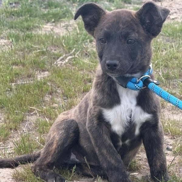 Jasper, a Adoptable mixed breed in Marysville, WA image 4/6