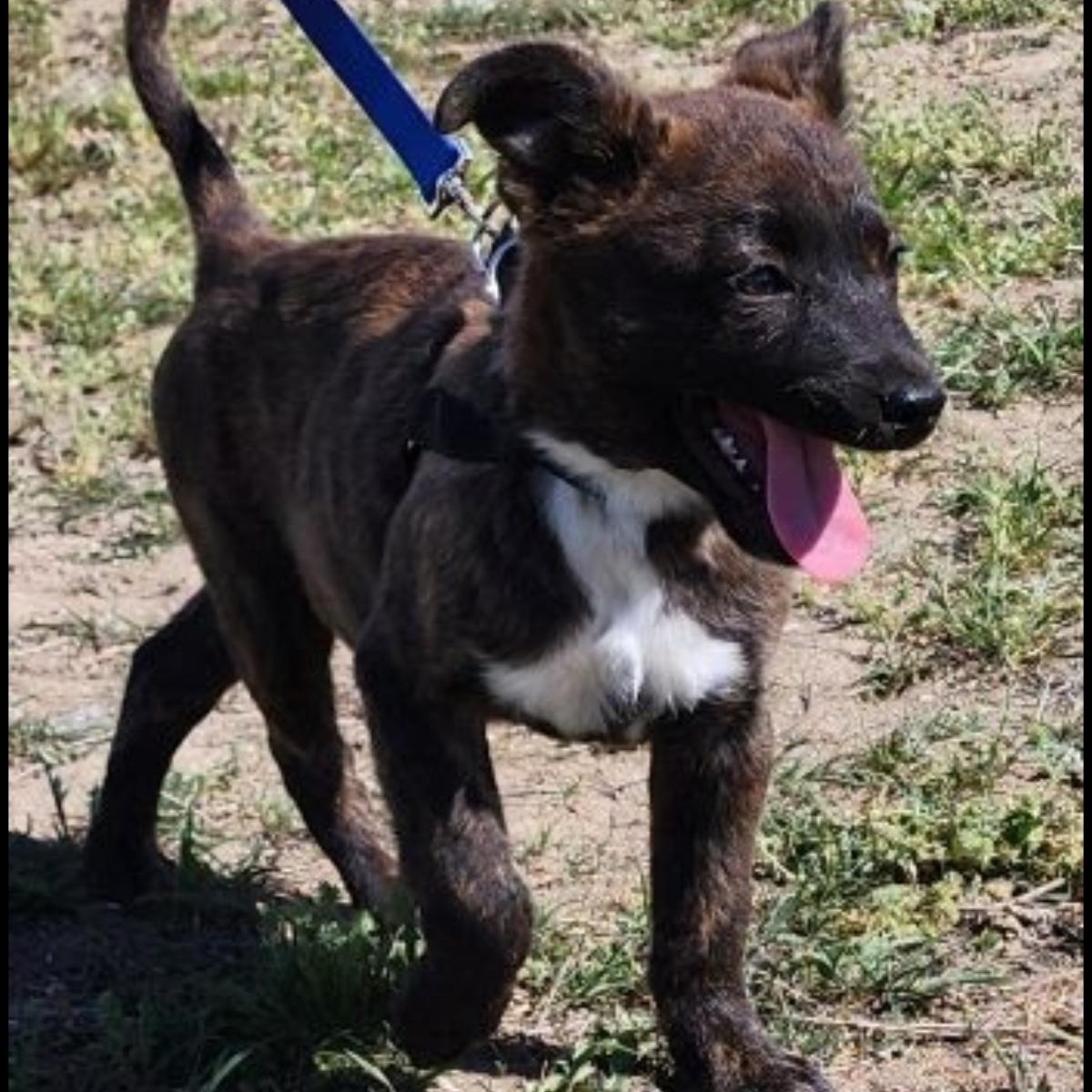Jasper, a Adoptable mixed breed in Marysville, WA image 2/6