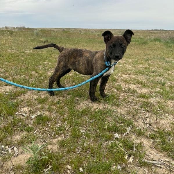 Jasper, a Adoptable mixed breed in Marysville, WA image 6/6
