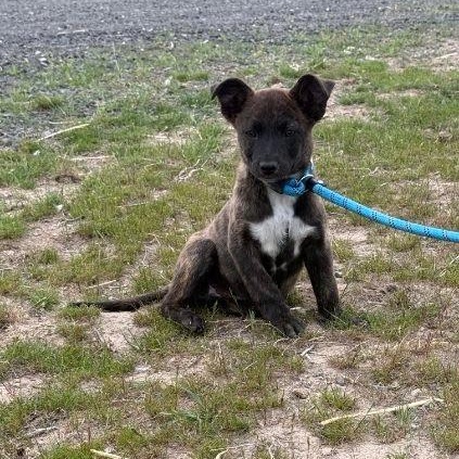 Jasper, a Adoptable mixed breed in Marysville, WA image 5/6