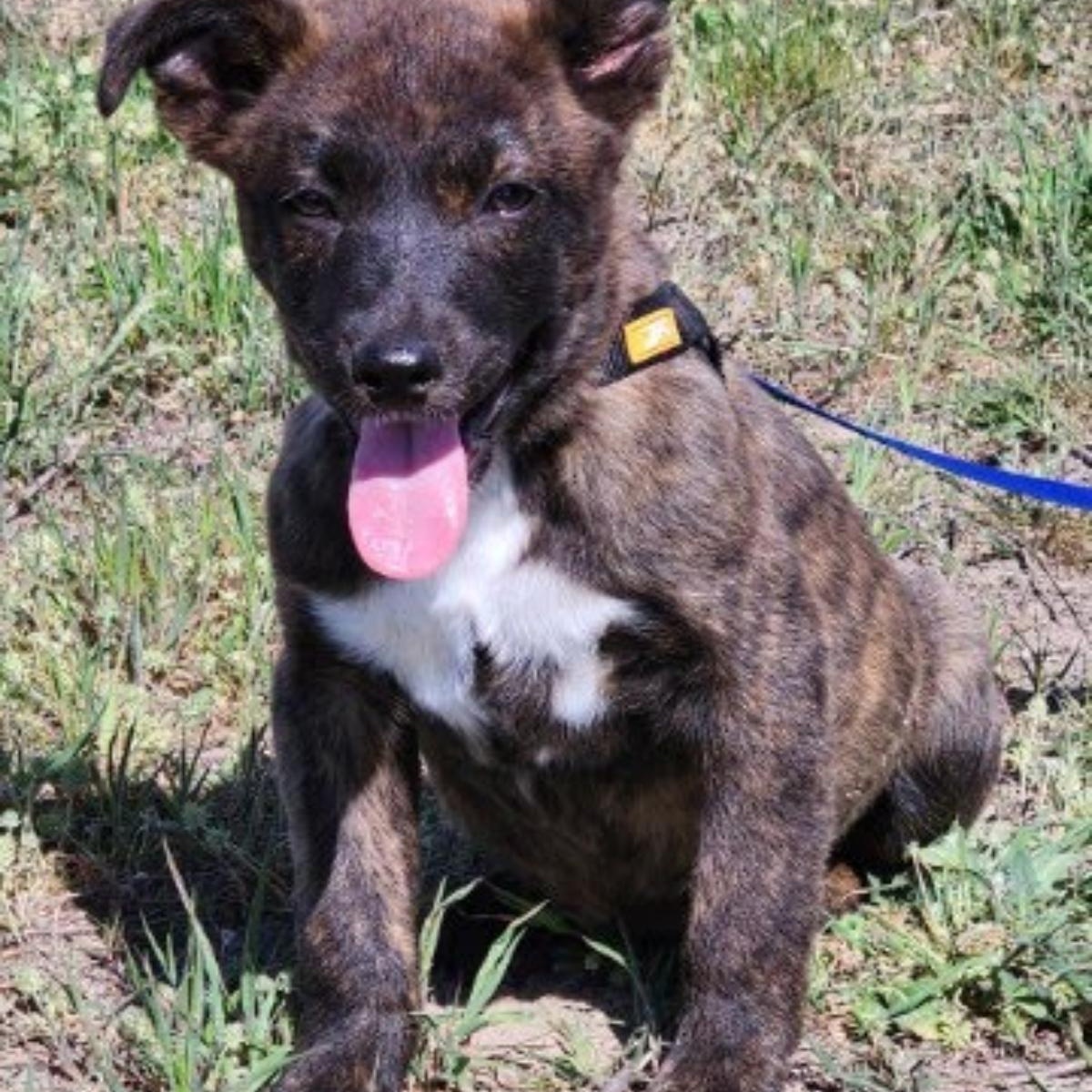 Jasper, Adoptable, Puppy Male German Shepherd Dog.