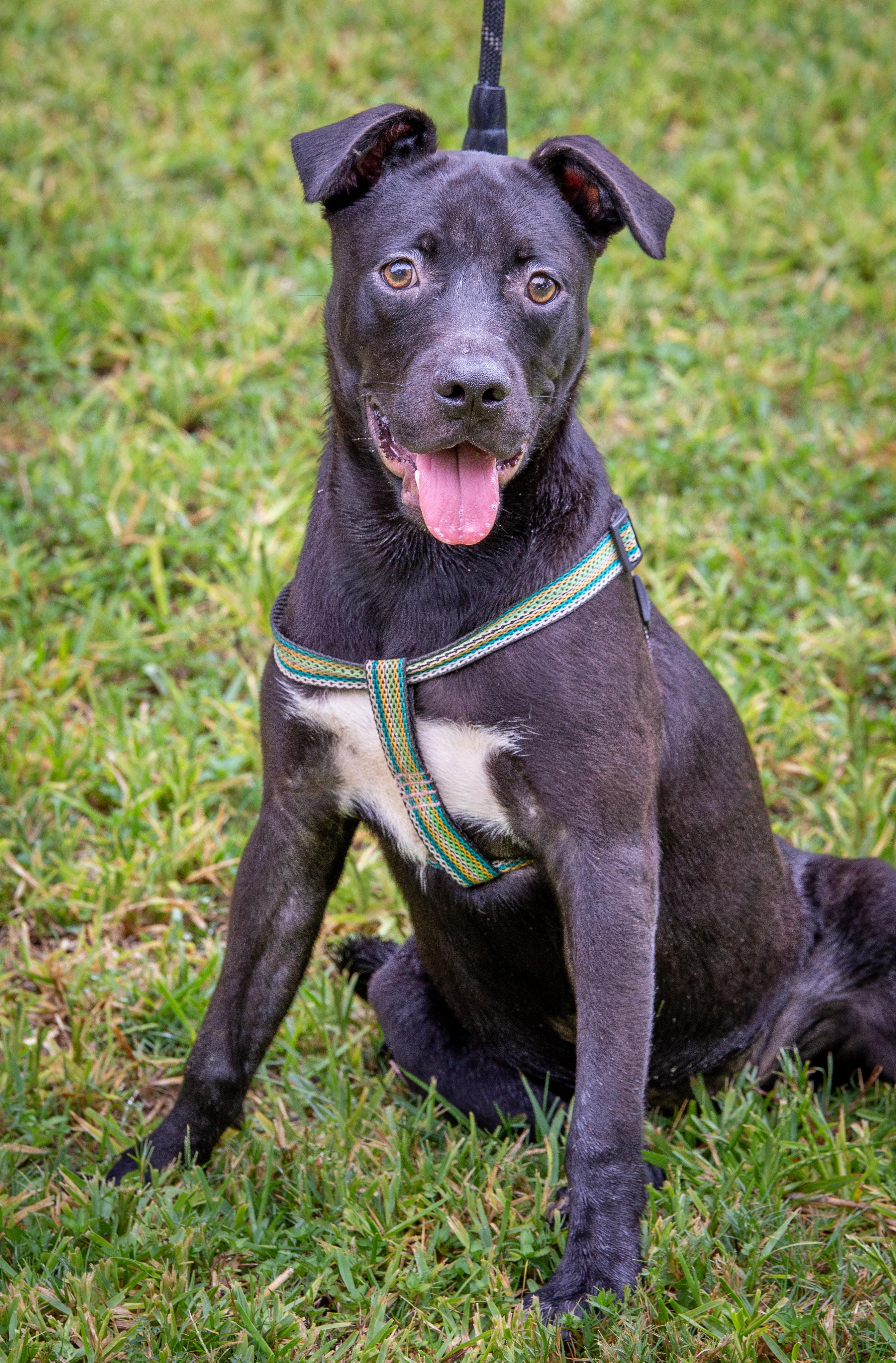 Bluebell, a Adoptable mixed breed in Uvalde, TX image 1/2