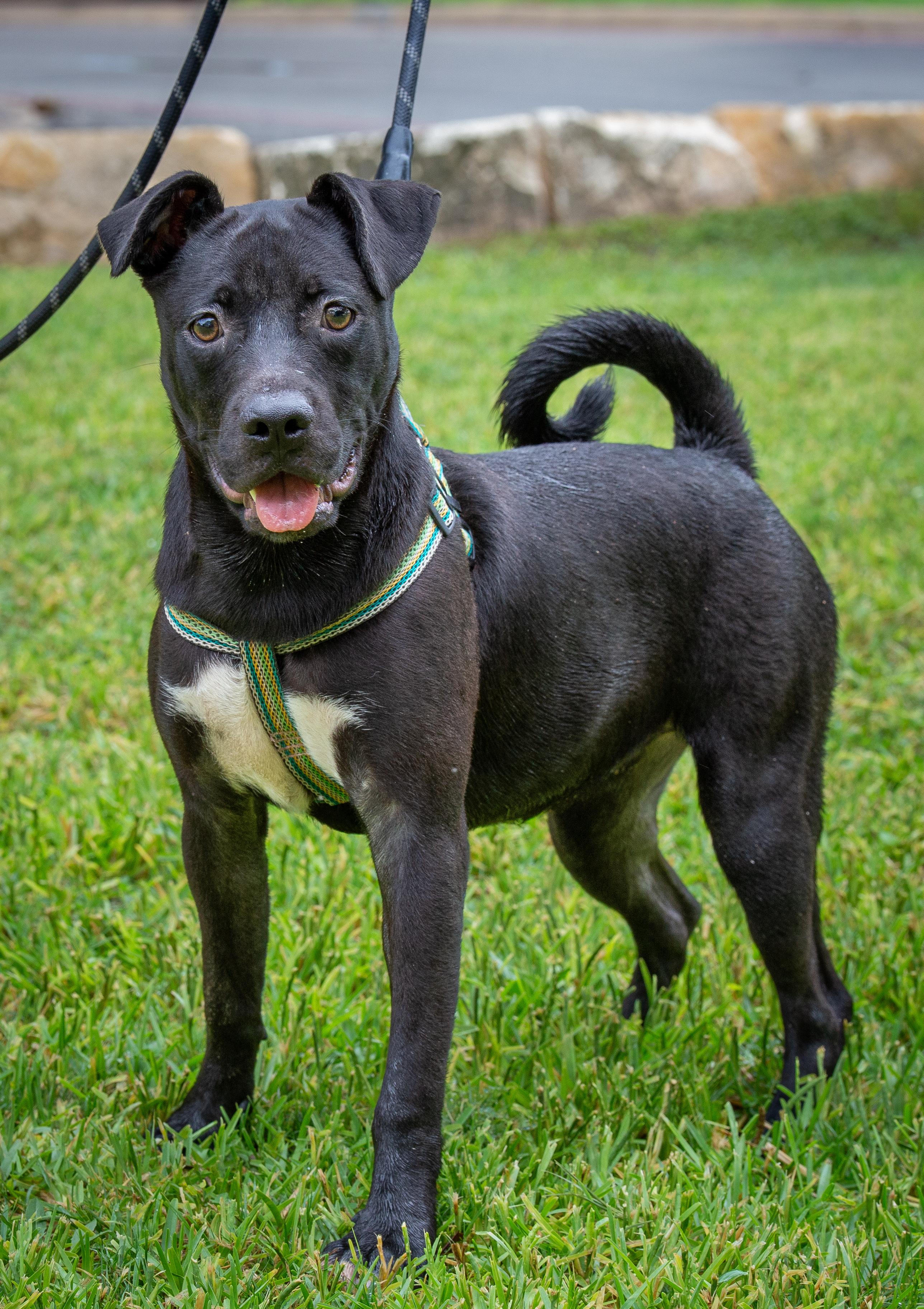 Bluebell, a Adoptable mixed breed in Uvalde, TX image 2/2