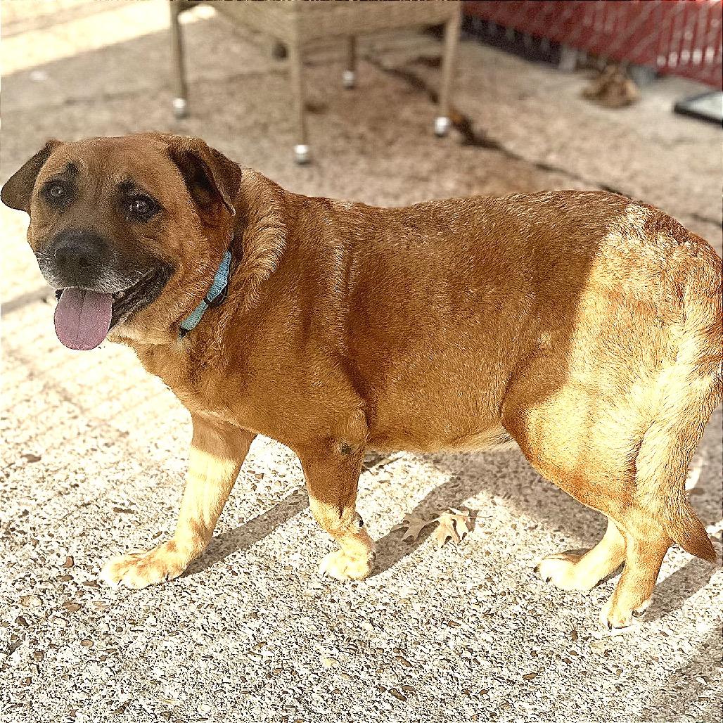 Georgia, Adoptable, Adult Female Shepherd & Mixed Breed.