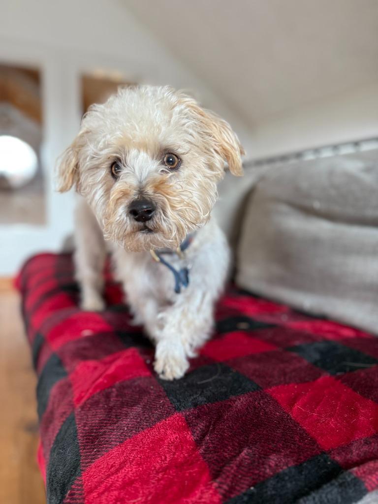 Enlarge Doug, a Adoptable mixed breed in Hudson, NY image 1/1