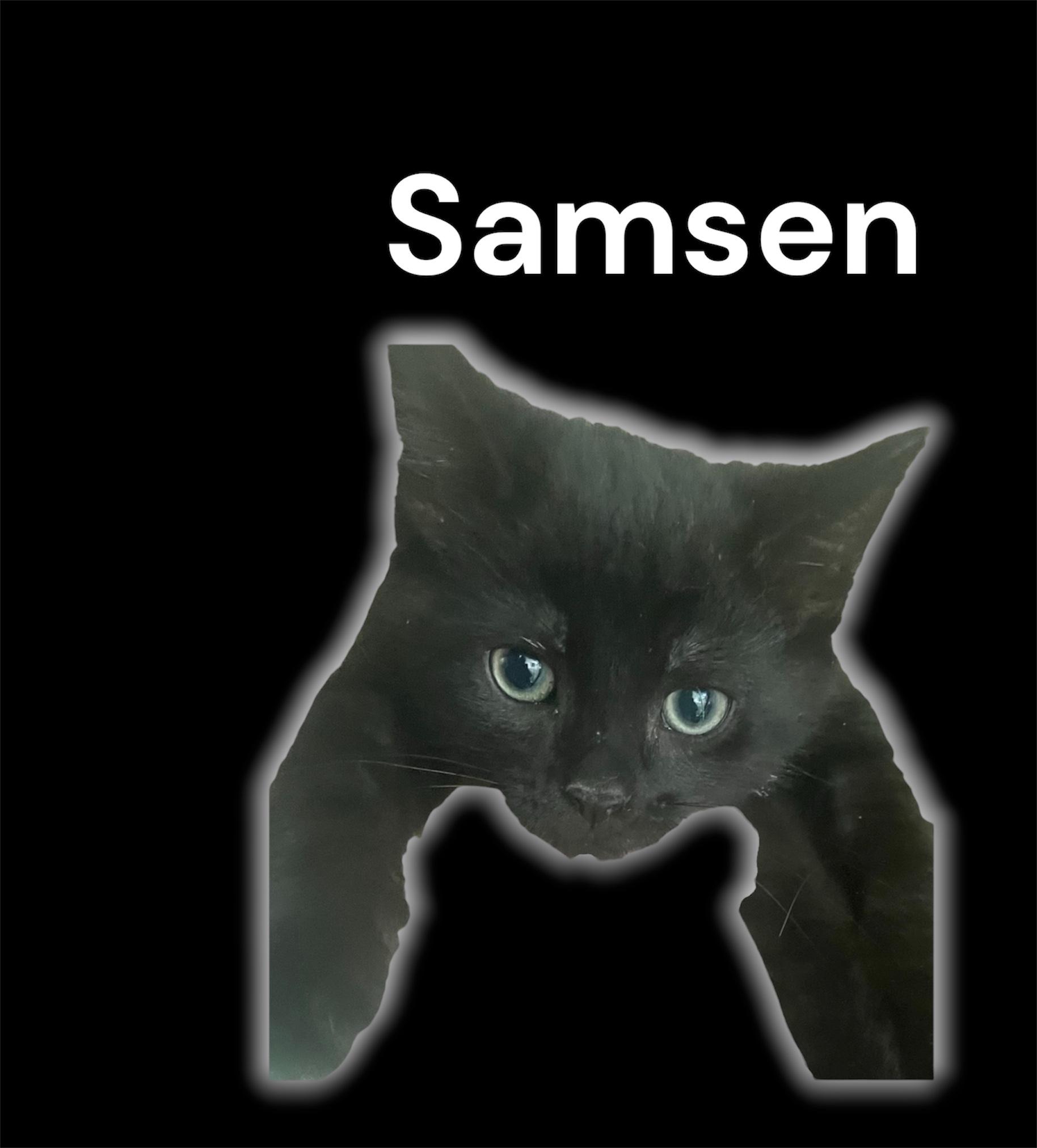 Enlarge Samsen, an adoptable Domestic Short Hair in Auburn, CA image 1/1