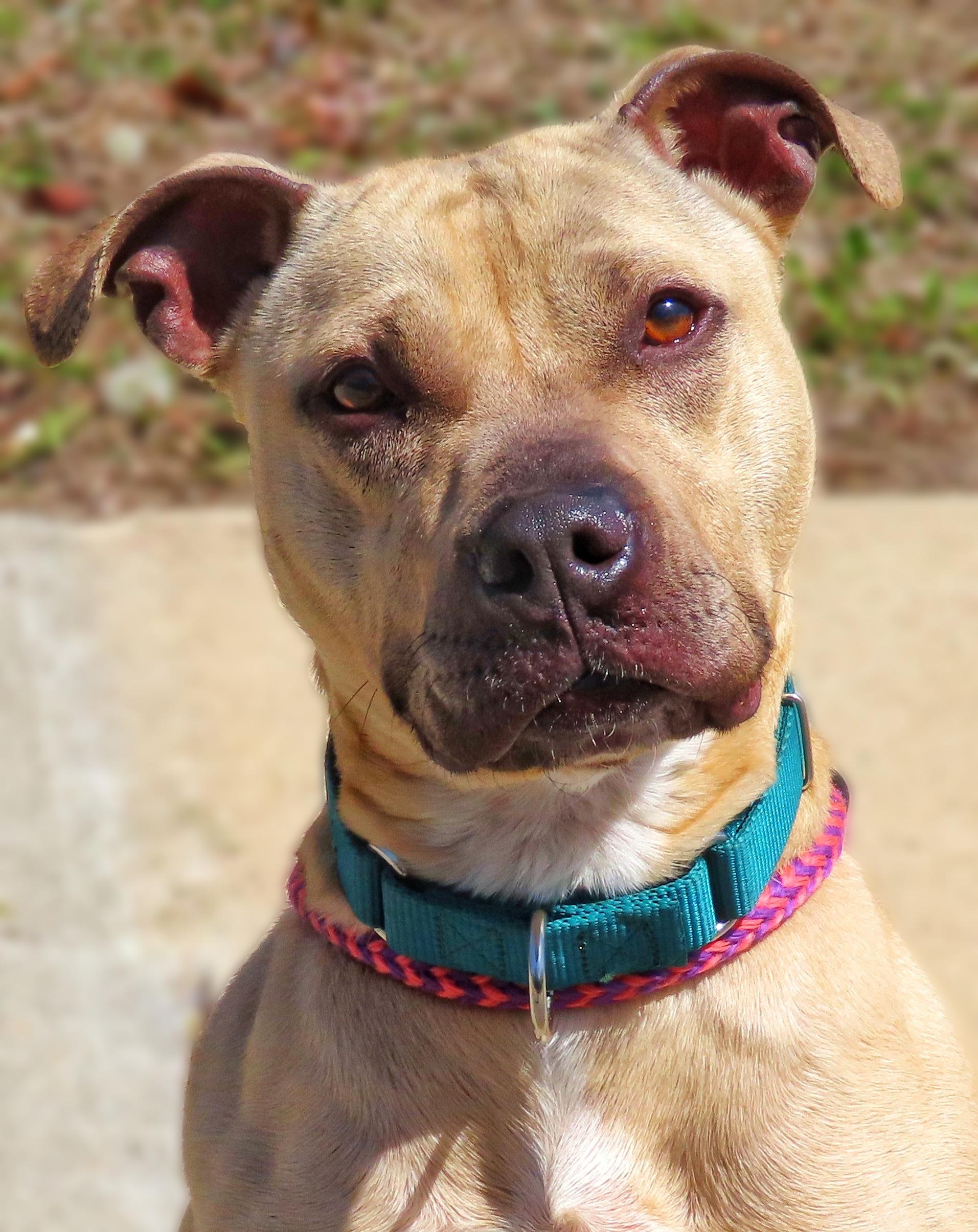 Enlarge 26-33 Freja, an adoptable Pit Bull Terrier in Amityville, NY image 3/5