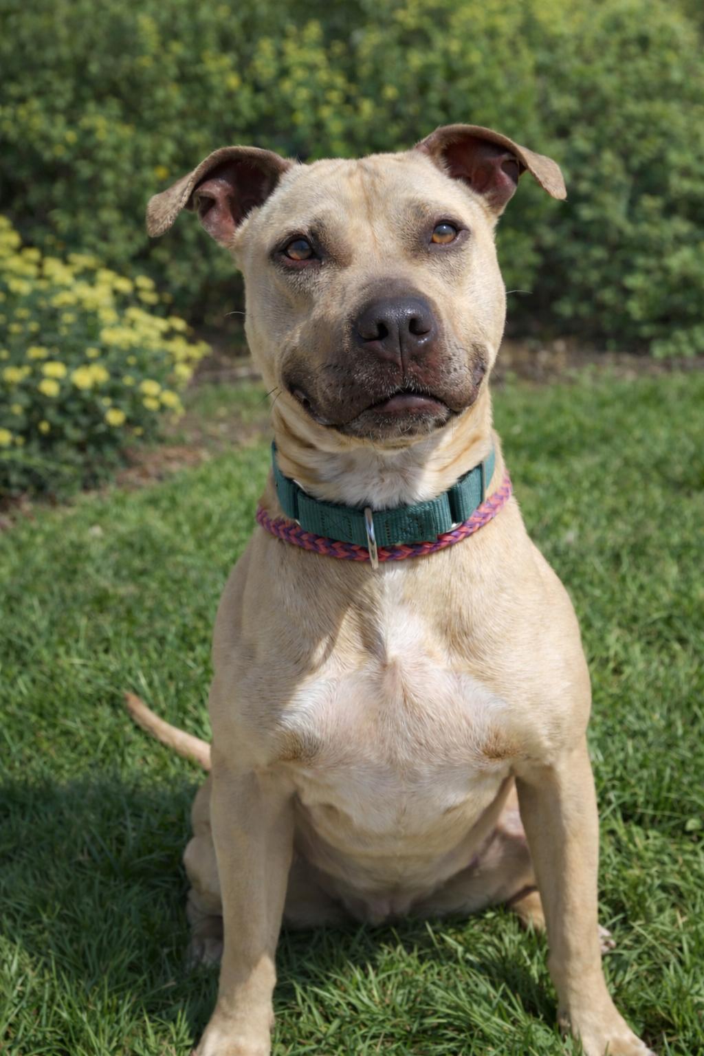 Enlarge 26-33 Freja, an adoptable Pit Bull Terrier in Amityville, NY image 2/5