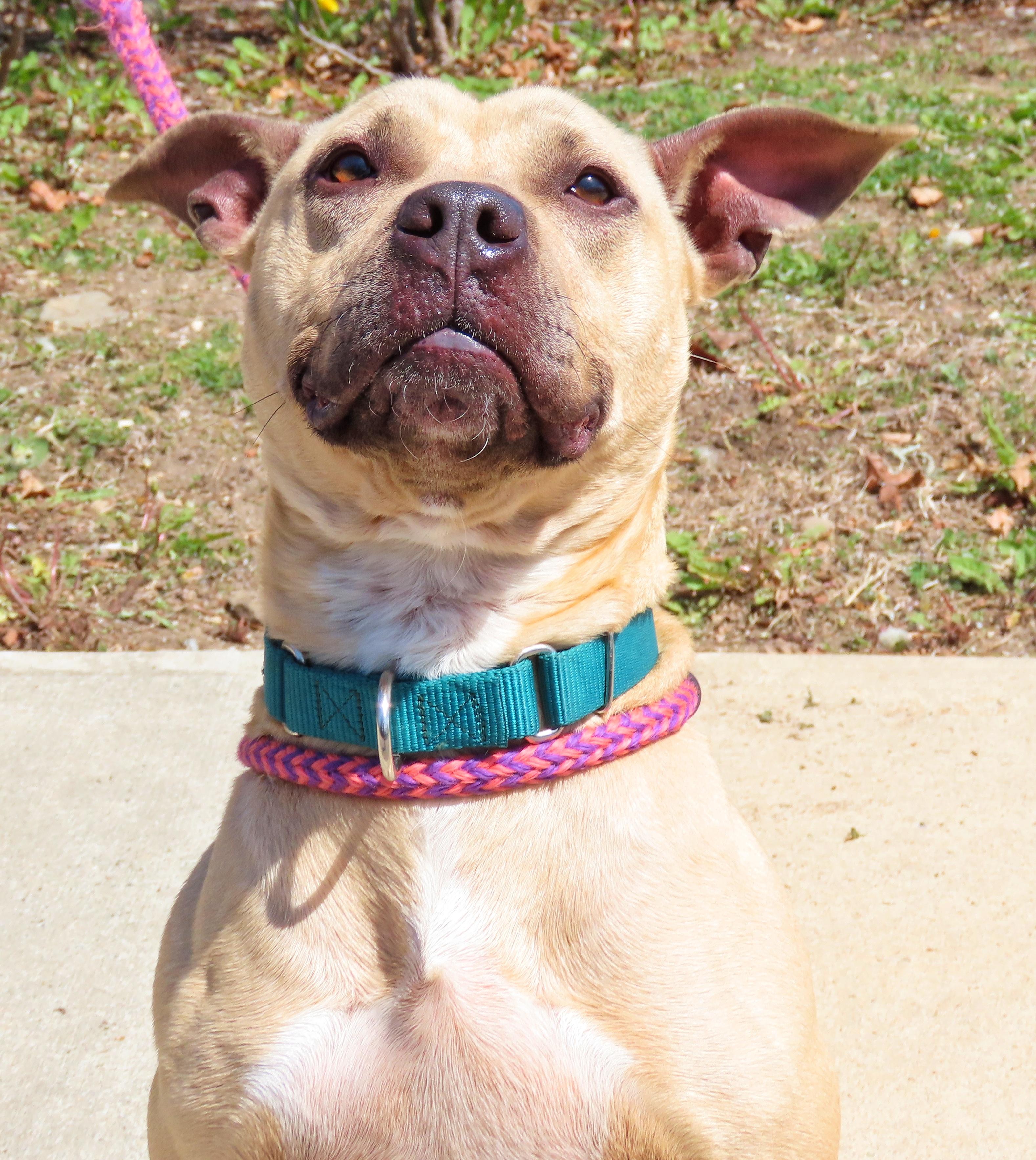 Enlarge 26-33 Freja, an adoptable Pit Bull Terrier in Amityville, NY image 4/5