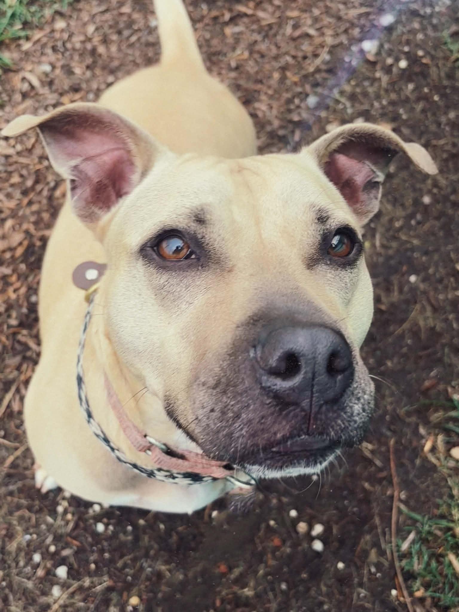 Enlarge 26-33 Freja, an adoptable Pit Bull Terrier in Amityville, NY image 5/5