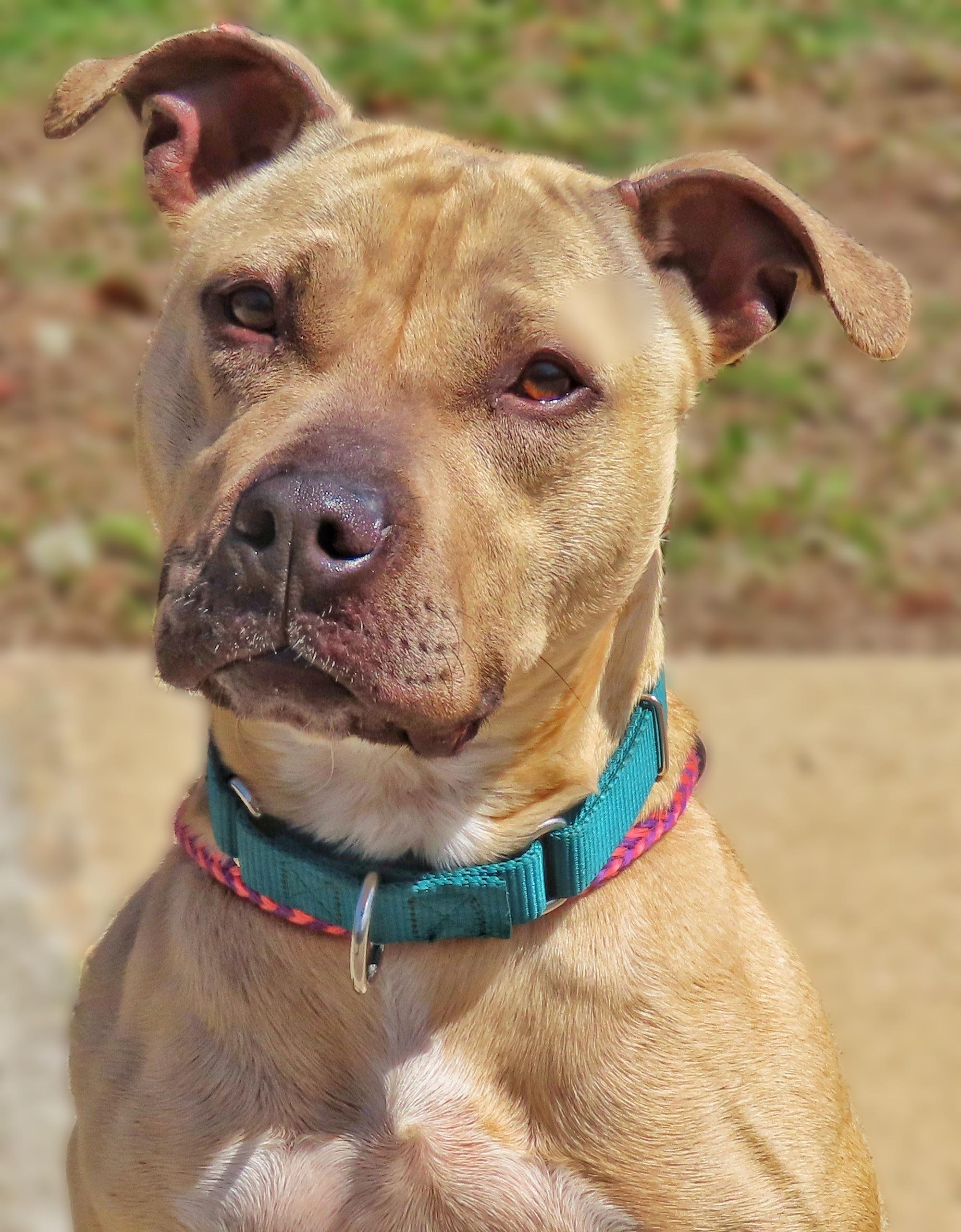 26-33 Freja, adoptable, Adult Female Pit Bull Terrier.