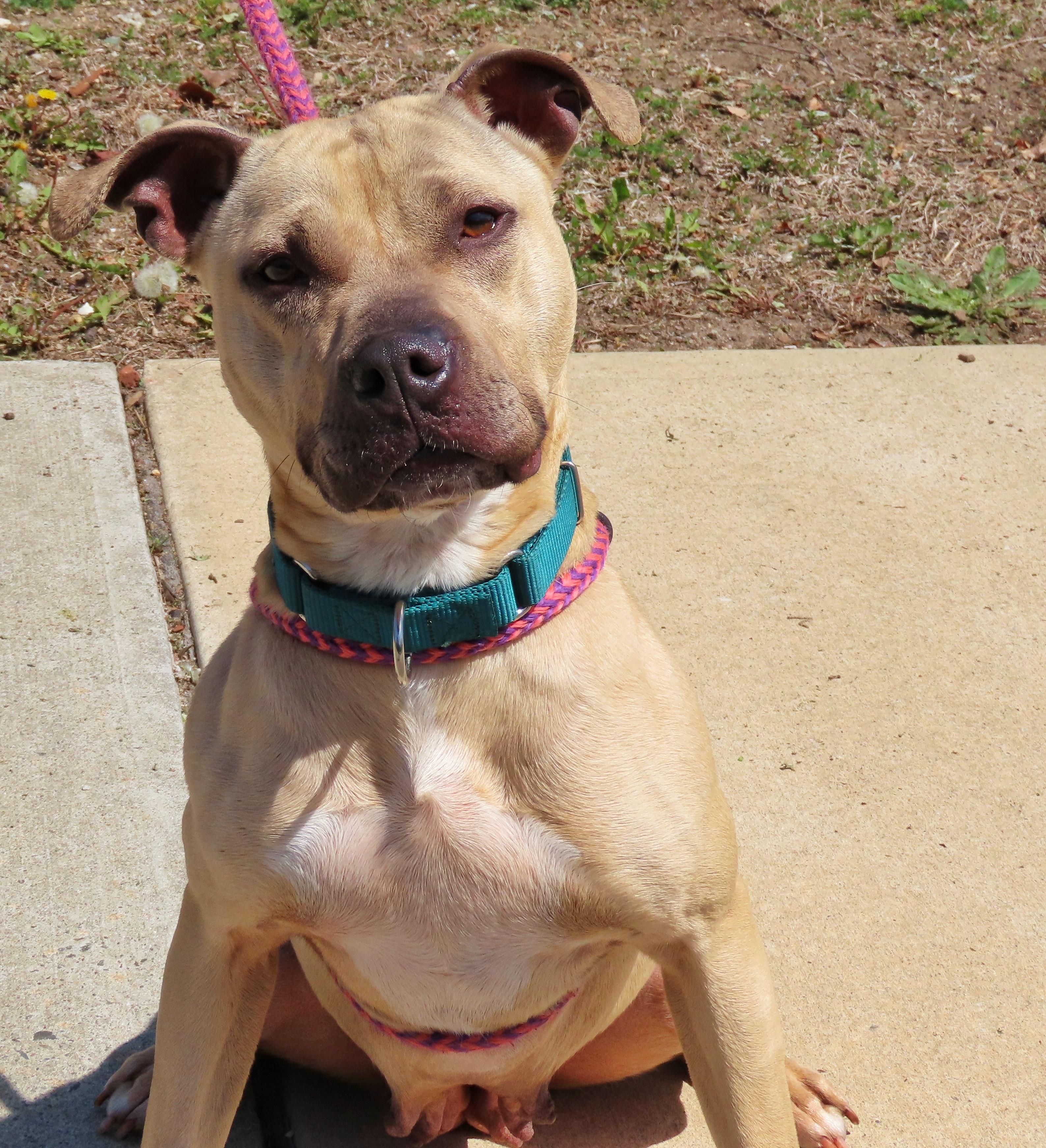 Enlarge 26-33 Freja, an adoptable Pit Bull Terrier in Amityville, NY image 5/5