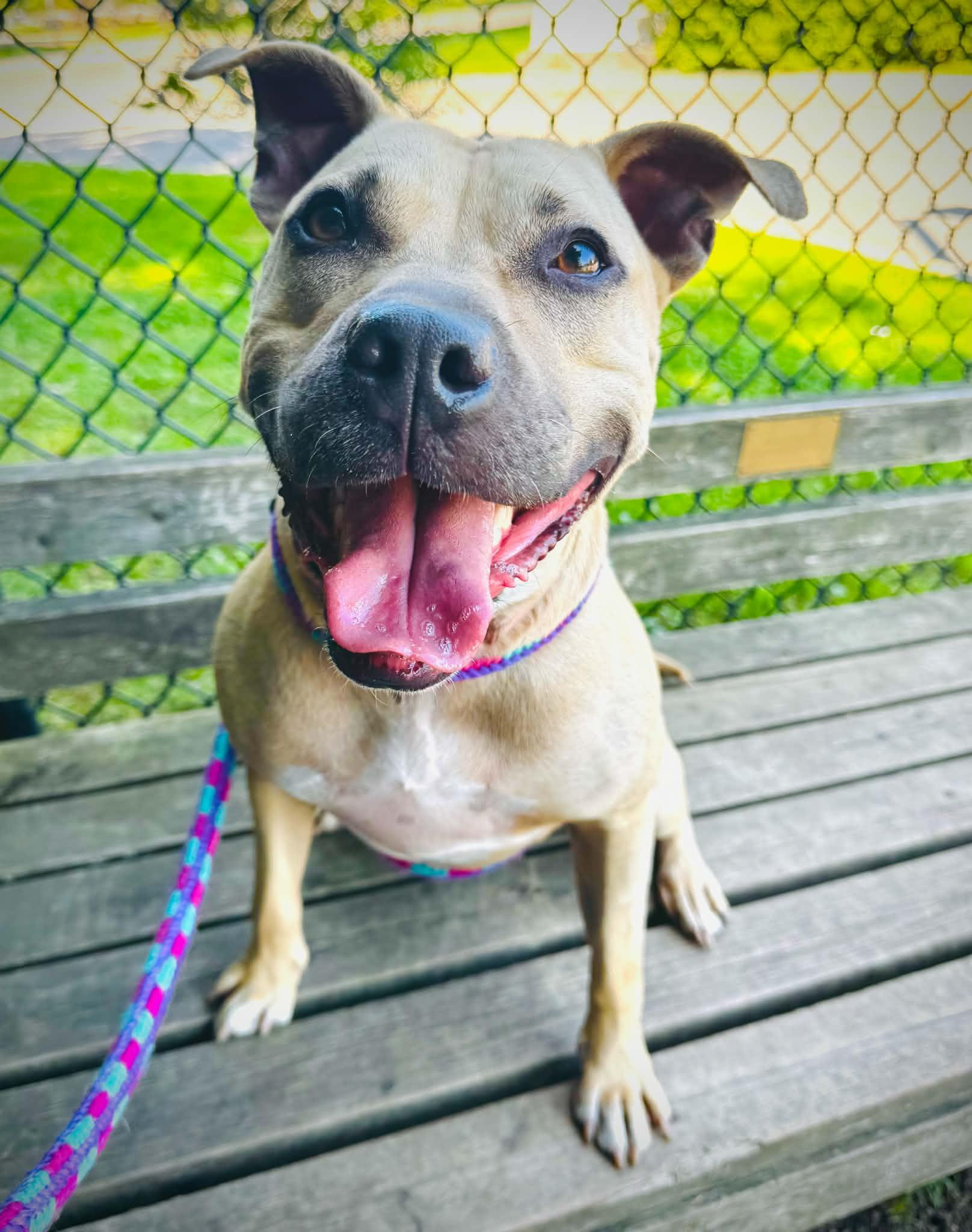 Enlarge 26-33 Freja, an adoptable Pit Bull Terrier in Amityville, NY image 4/5