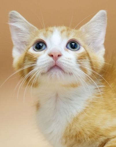 Cooper has the coolest BLUE eyes and dark tail!  He is the cutest coolest tiny tot!
