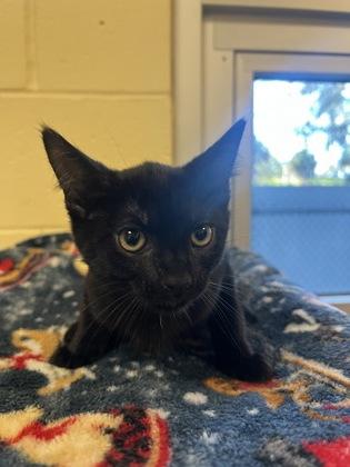 Tator Tot, Adoptable, Kitten Female Domestic Short Hair & Domestic Short Hair.