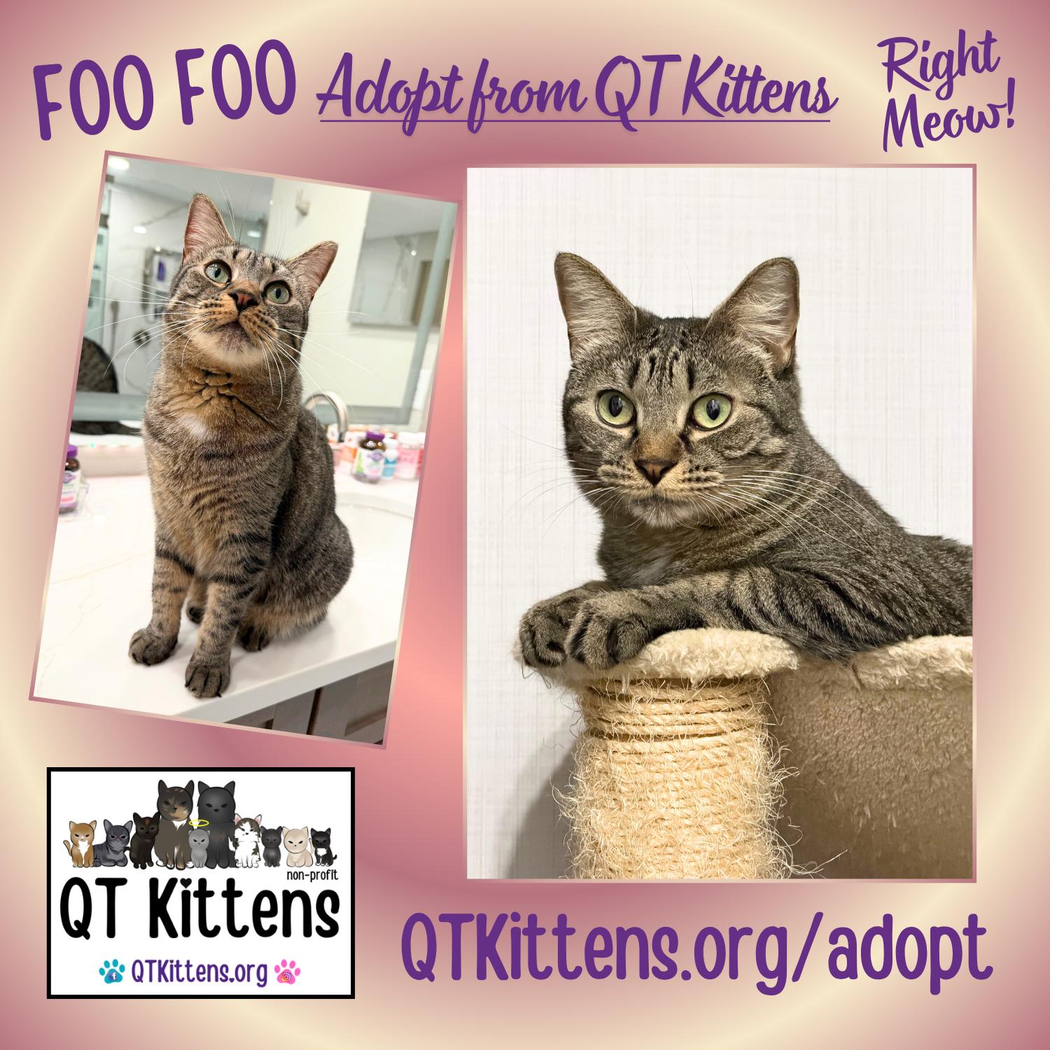 Enlarge Foo Foo (Le Fou), a Adoptable mixed breed in Naples, FL image 1/3