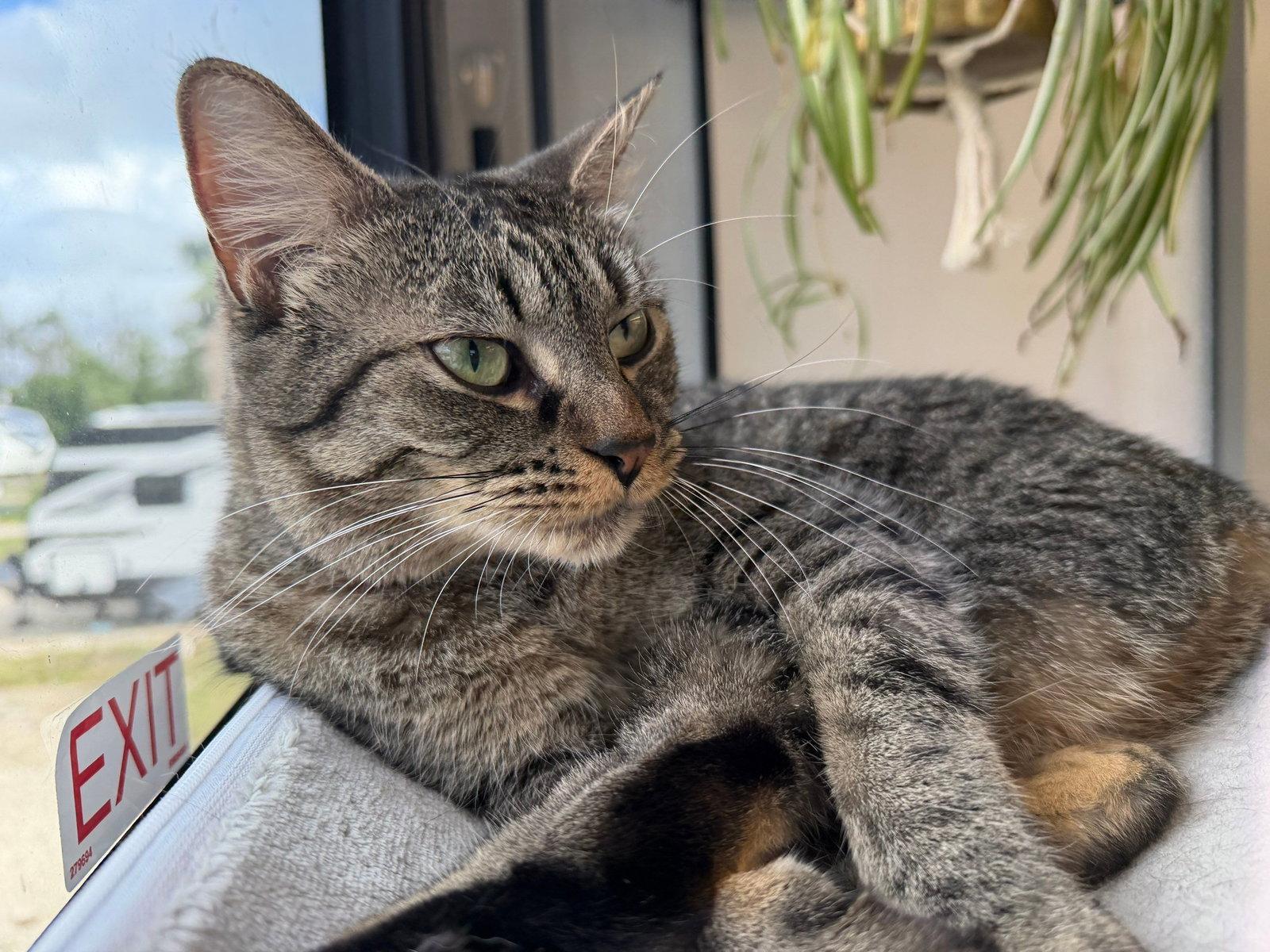 Foo Foo (Le Fou), Adoptable, Young Female Domestic Short Hair & Tabby.