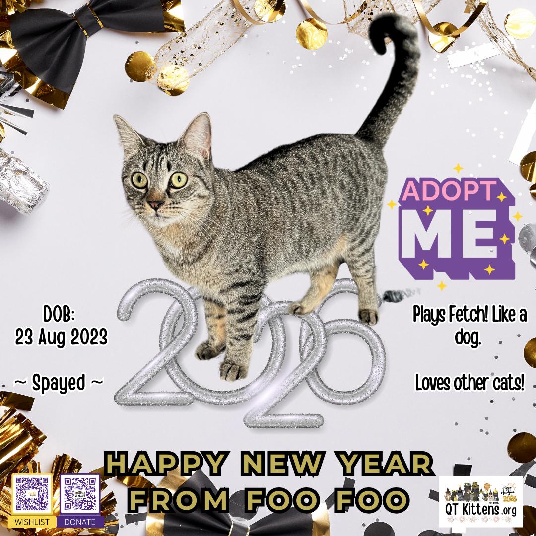 Foo Foo (Le Fou), a Adoptable mixed breed in Naples, FL image 1/4