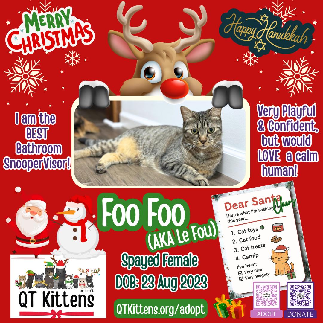 Foo Foo (Le Fou), a Adoptable mixed breed in Naples, FL image 1/4