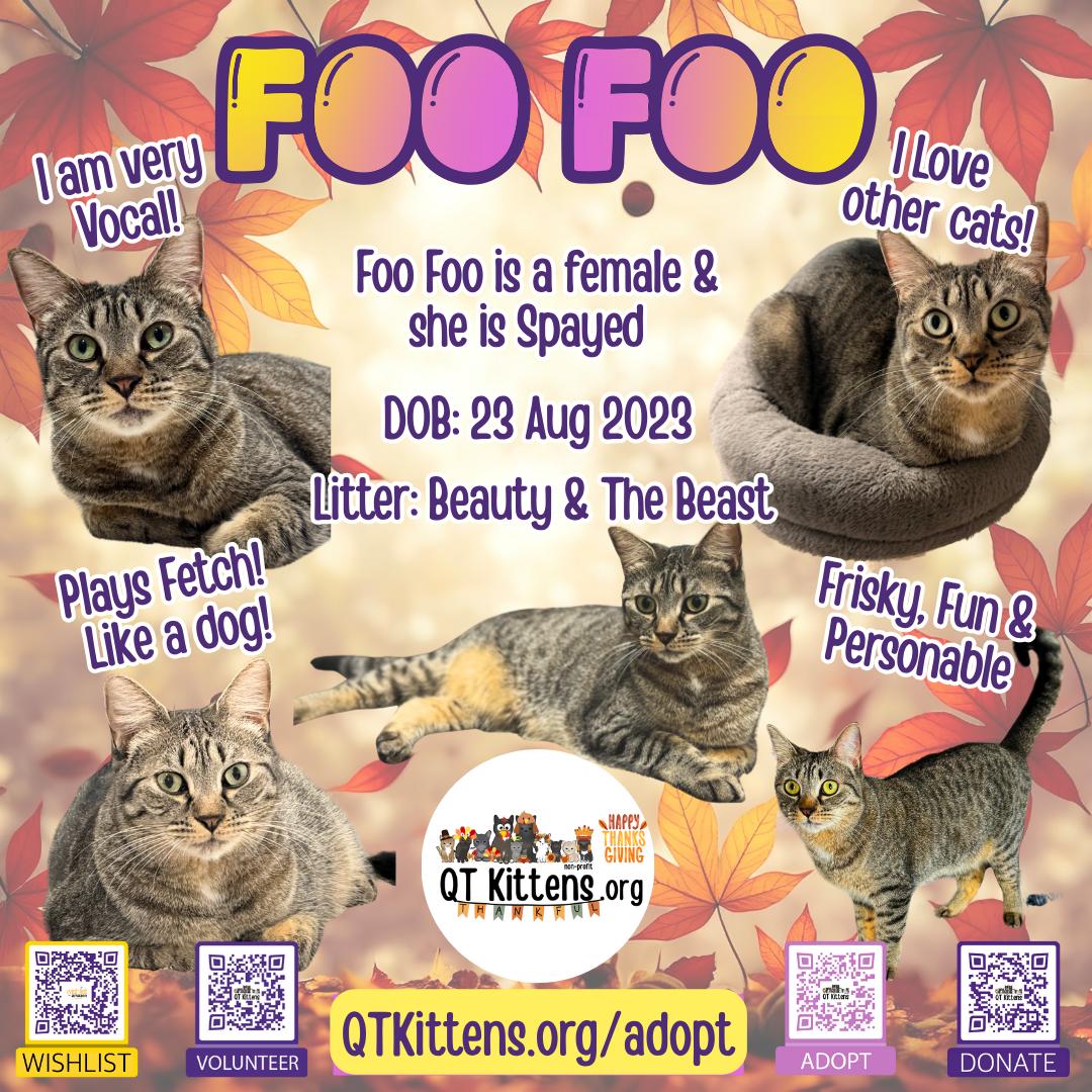 Foo Foo (Le Fou), a Adoptable mixed breed in Naples, FL image 2/4