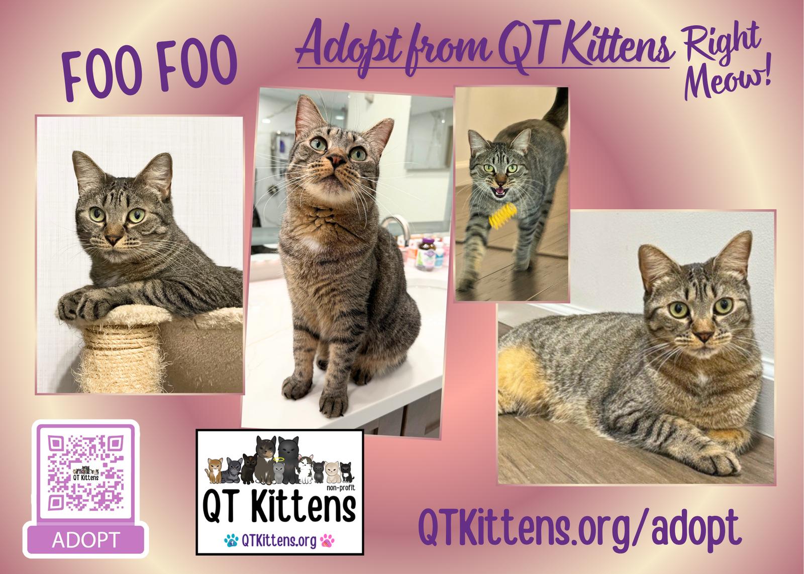 Enlarge Foo Foo (Le Fou), a Adoptable mixed breed in Naples, FL image 3/3