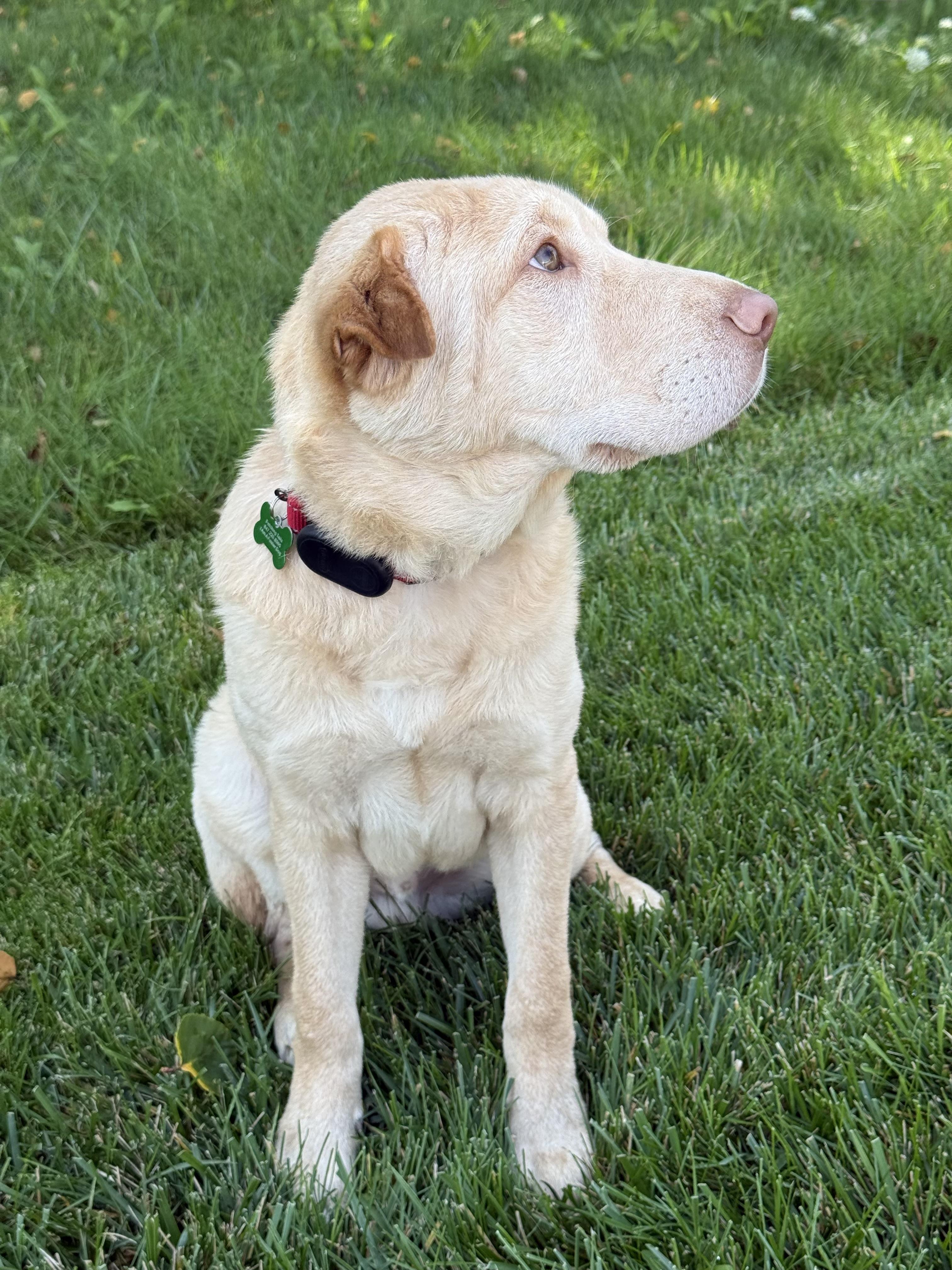 Enlarge Ollie The Polar Bear, an adopted mixed breed in Schaumburg, IL image 3/4