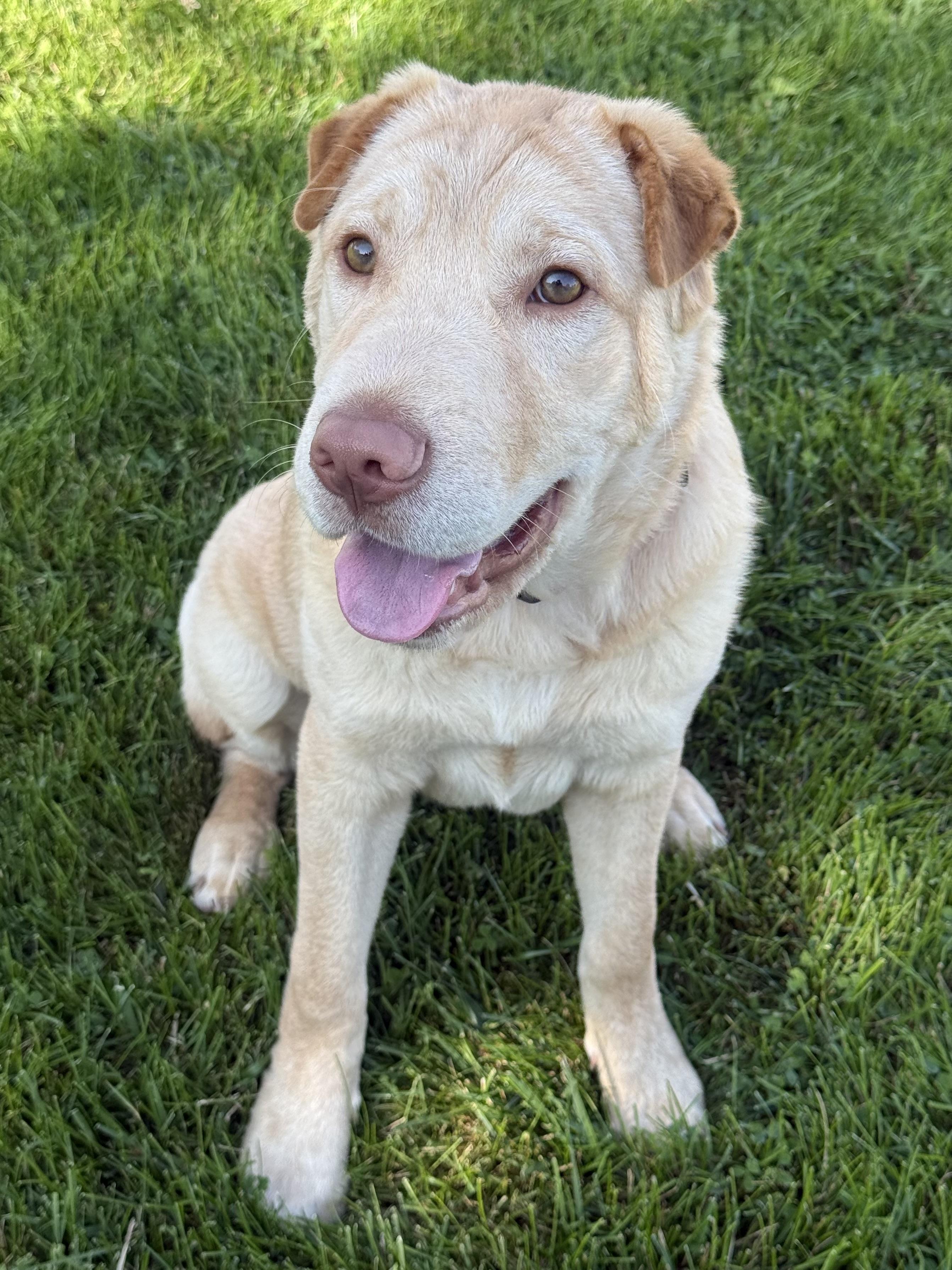 Enlarge Ollie The Polar Bear, an adopted mixed breed in Schaumburg, IL image 2/4