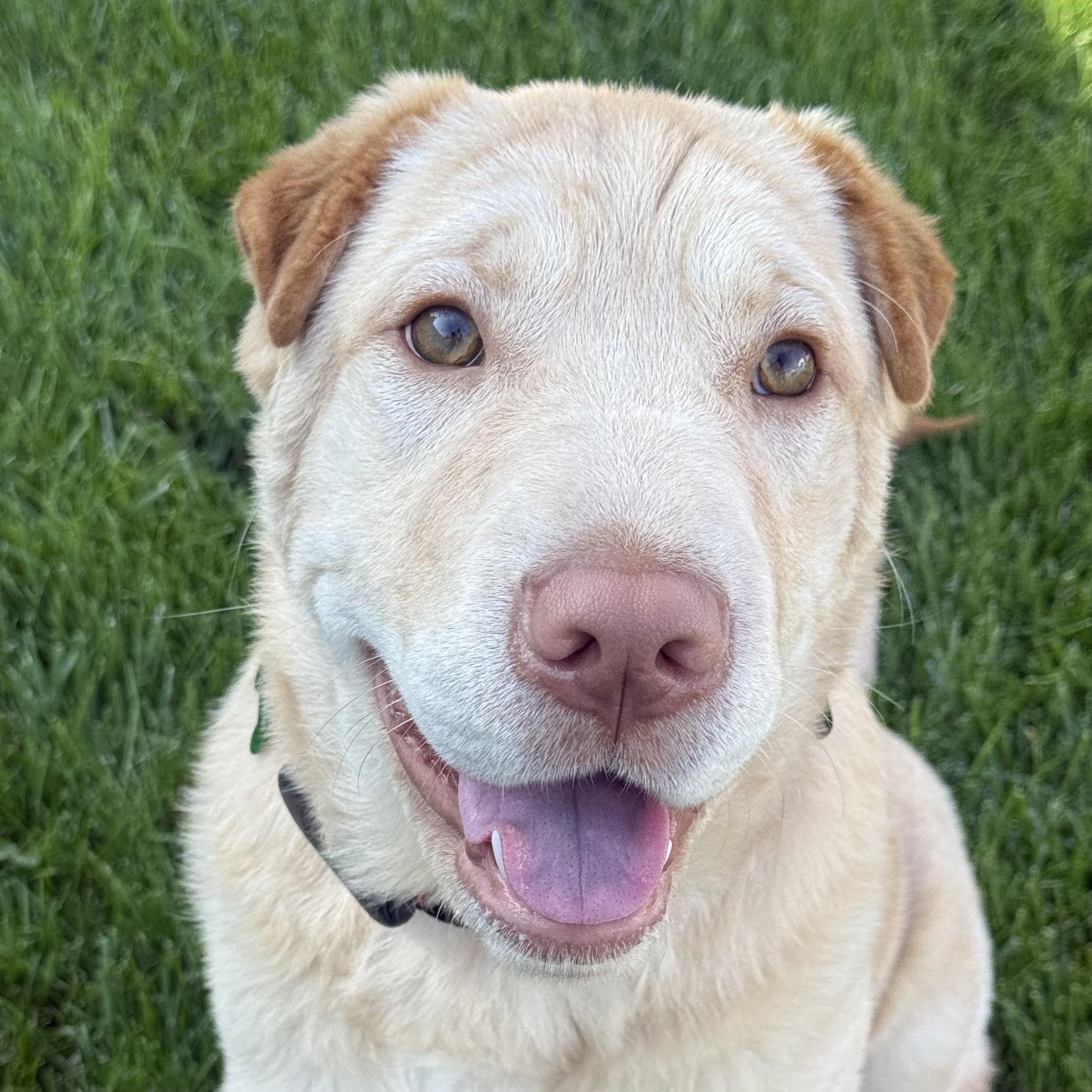 Ollie The Polar Bear, adopted, Young Male Shar-Pei.