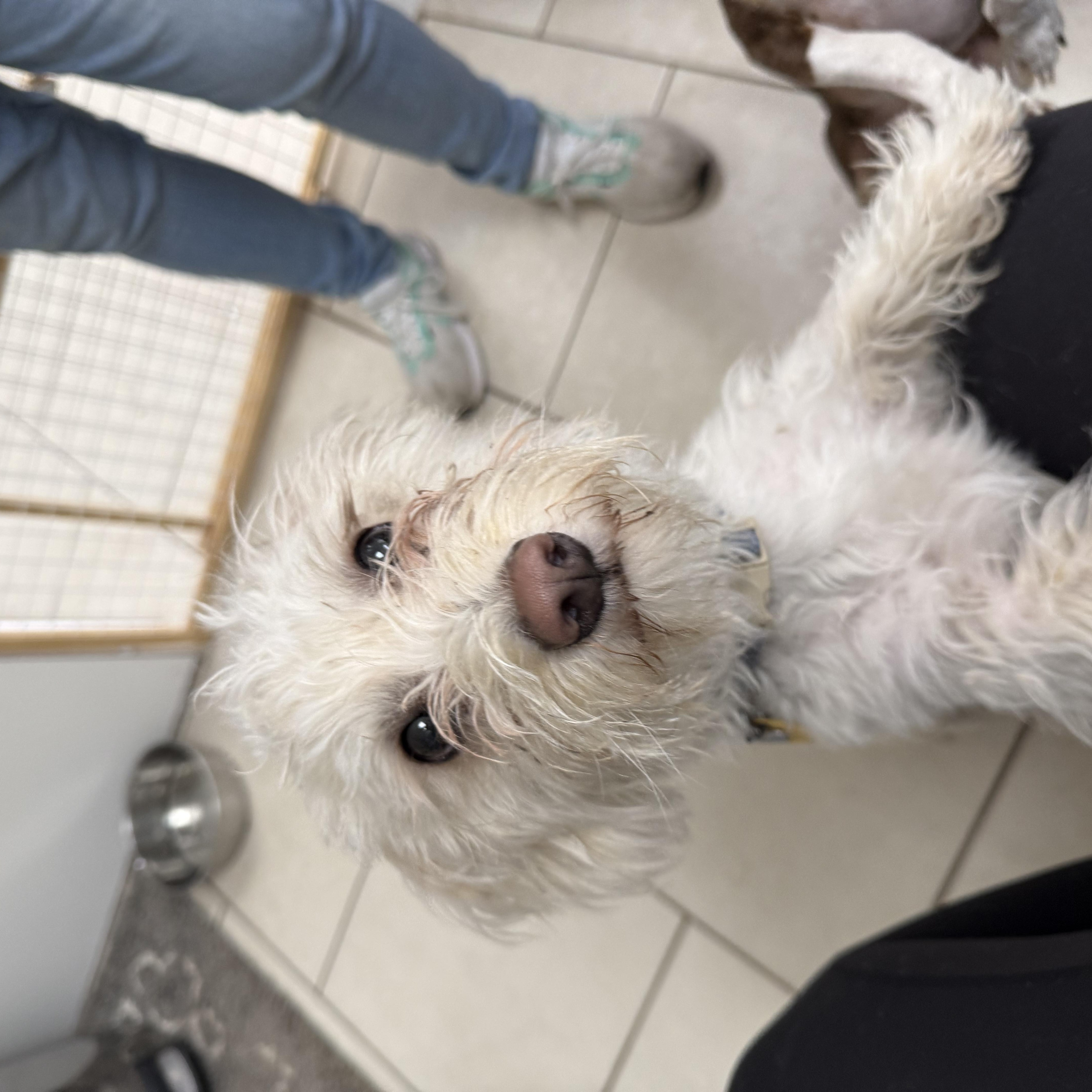 Enlarge Soom Soom, a ADOPTABLE mixed breed in Medford, NY image 1/1