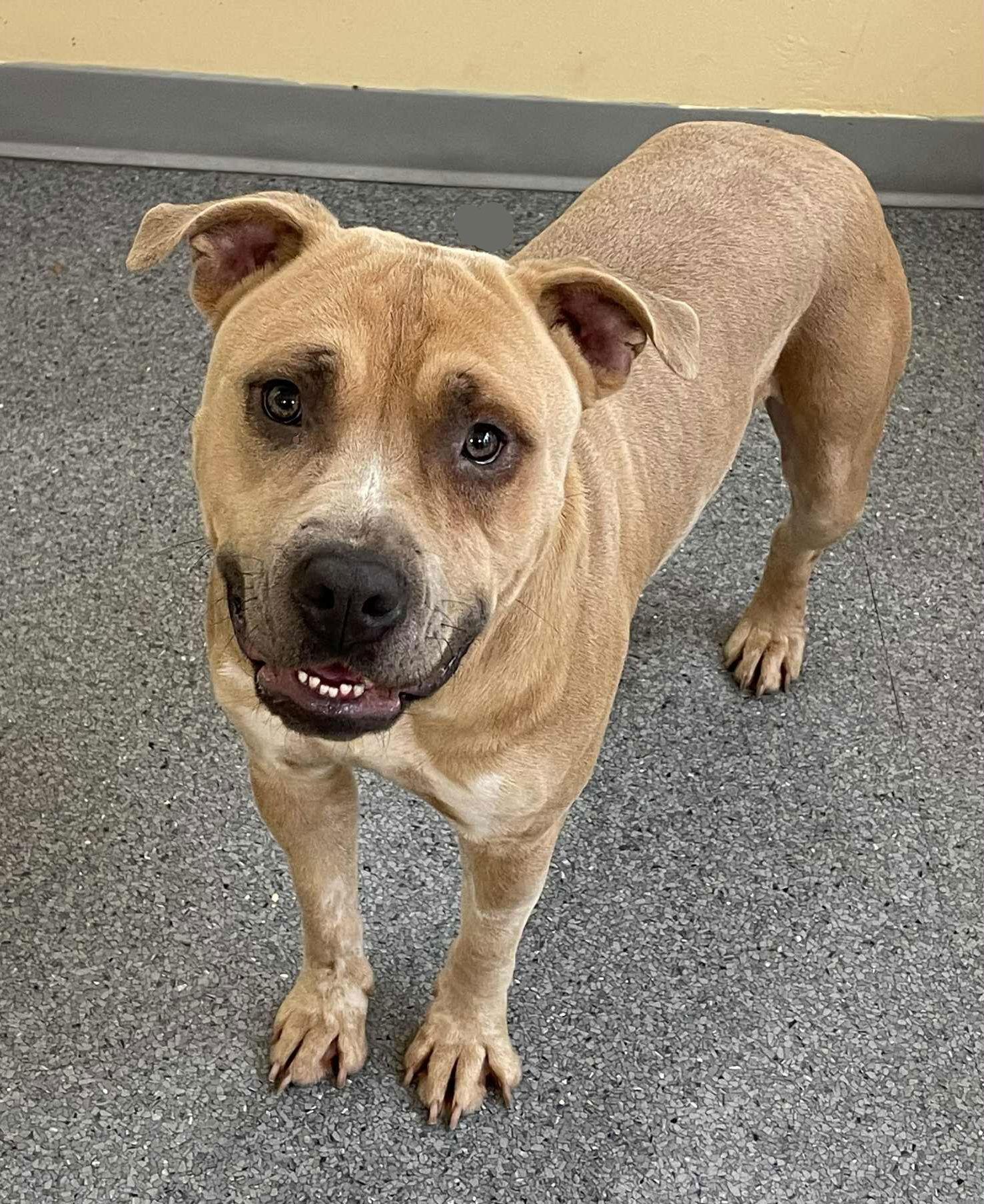 Enlarge Phoenix, a Adoptable Terrier in Covington, VA image 1/1