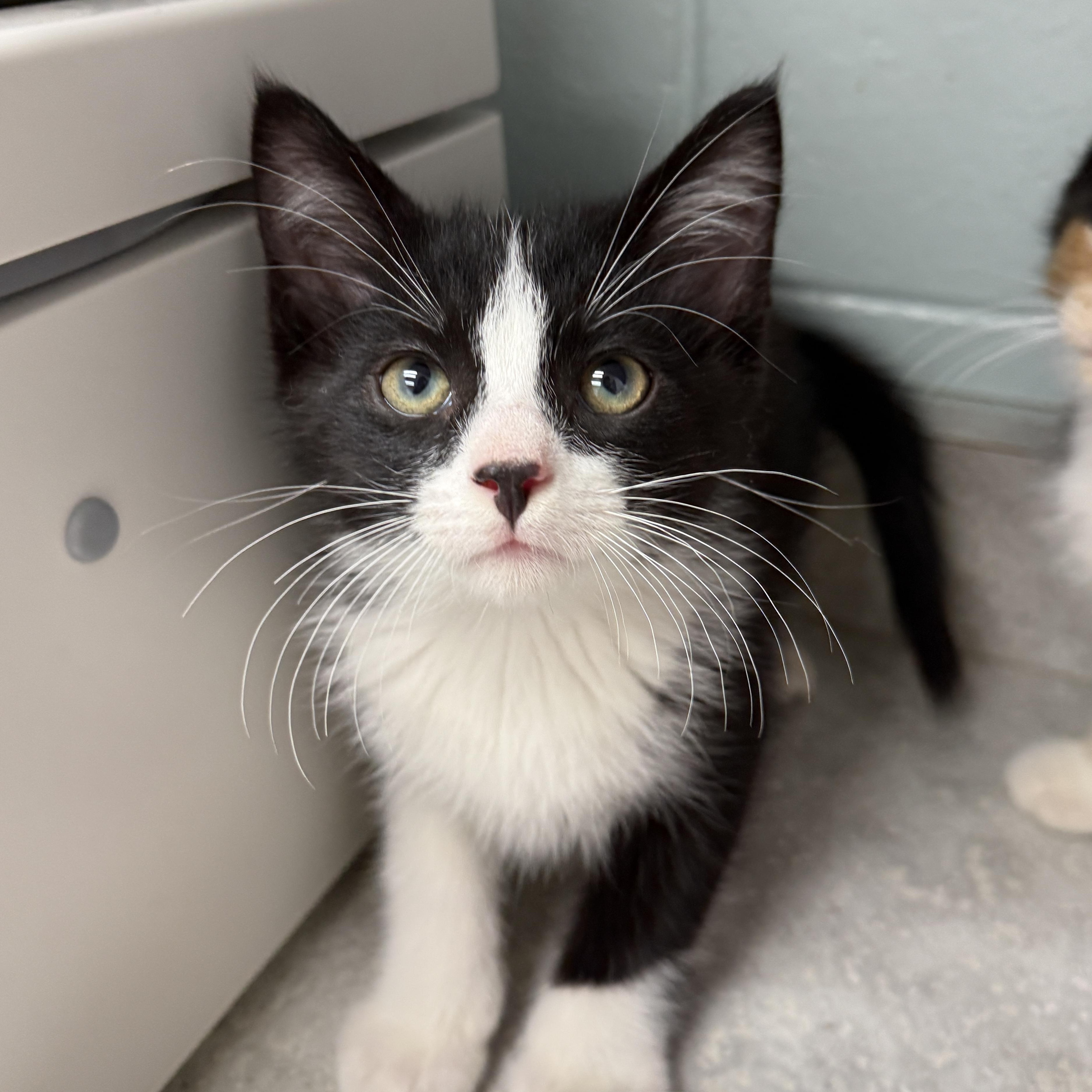 Shaggy, an adopted Domestic Medium Hair in Oconto, WI image 1/2