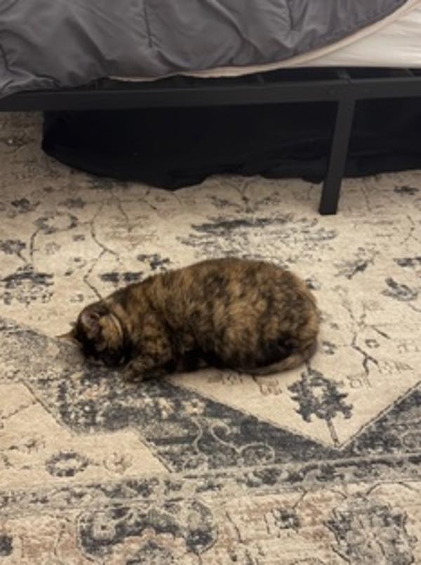 Punky, Adoptable, Senior Female Domestic Short Hair.