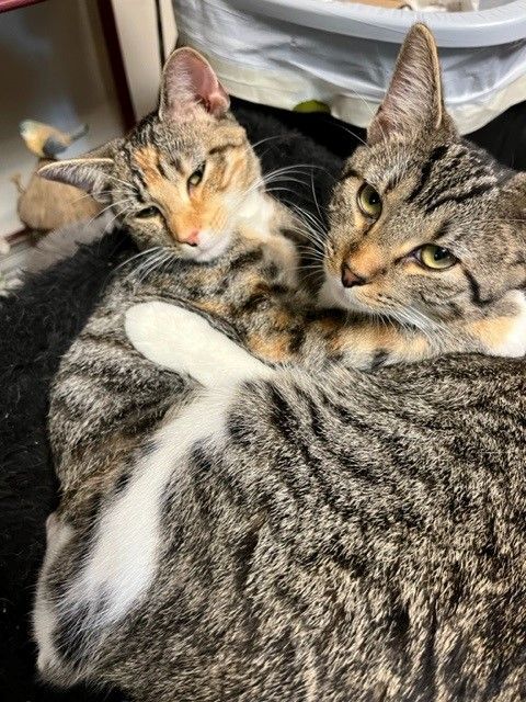 Sparrow, Adult Female American Shorthair