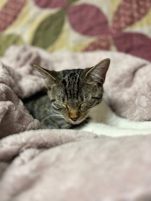 Sparrow, Adoptable, Adult Female American Shorthair.