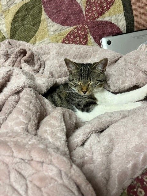 Sparrow, a Adoptable mixed breed in Joelton, TN image 1/4