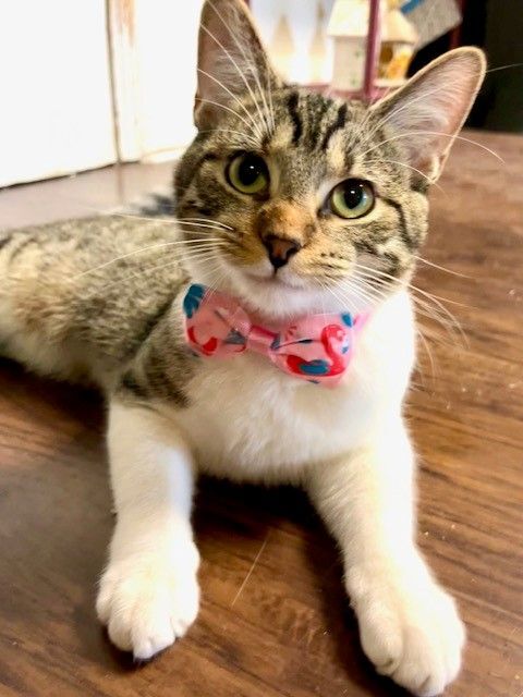 Sparrow, a Adoptable mixed breed in Joelton, TN image 2/4