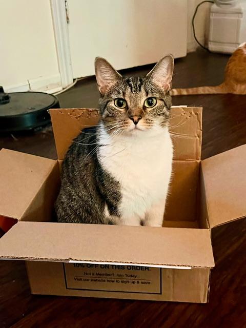 Sparrow, a Adoptable mixed breed in Joelton, TN image 4/4