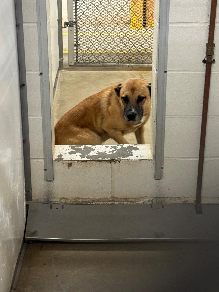 Mason, a Adoptable mixed breed in Belton, TX image 1/5