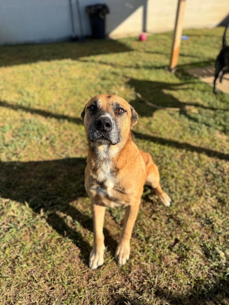 Mason, a Adoptable mixed breed in Belton, TX image 2/5