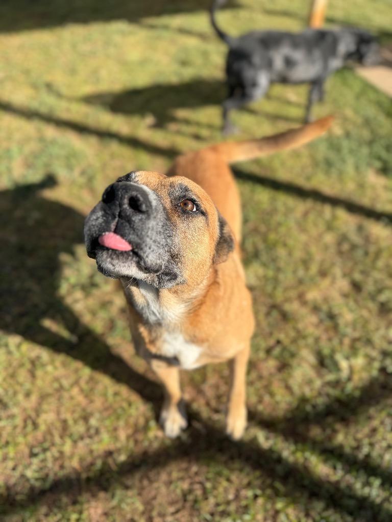 Mason, Adoptable, Senior Male Shepherd & Mixed Breed.