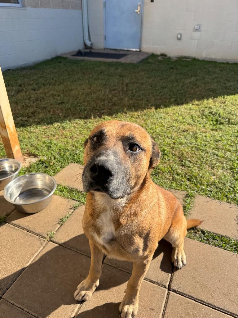 Mason, a Adoptable mixed breed in Belton, TX image 3/5