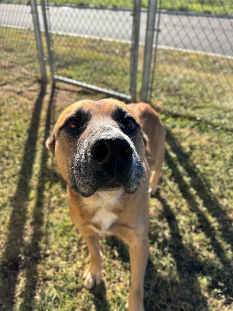 Mason, a Adoptable mixed breed in Belton, TX image 5/5